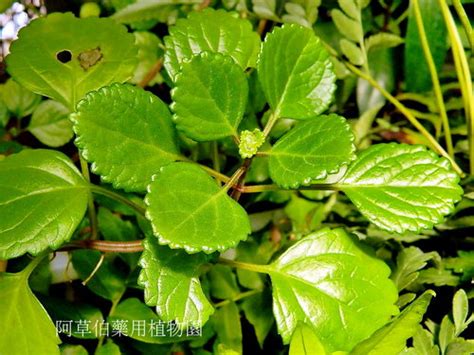 如意蔓功效|藥用植物簡介(822) 如意蔓